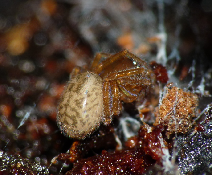 Amaurobius sp.